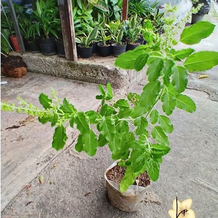 Tanaman Tulsi/Holi Basil/Ruku-ruku Hidup Siap Tanam| Daun Obat Alami