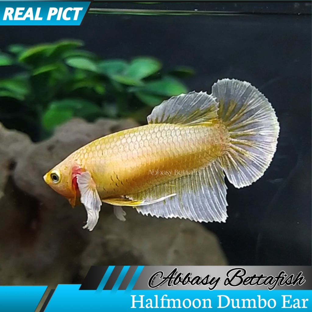 Halfmoon Dumbo Ear Gold Betina Female Real Picture