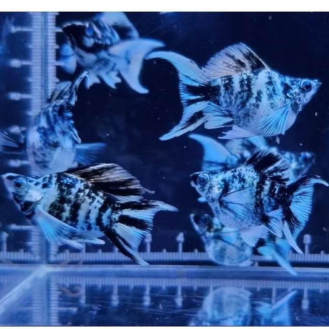 MOLLY ZEBRA CAWANG