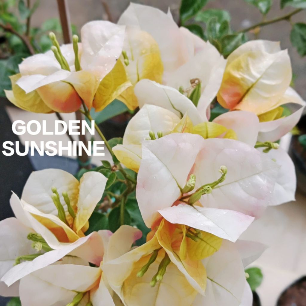 Bougenville Golden Sunshine