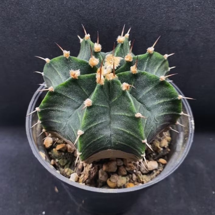 Kaktus Gymno indukan single spine (Gymnocalycium mihanovichii)