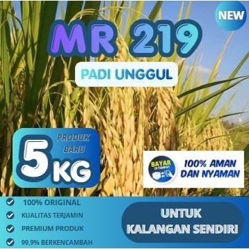 Benih Padi Unggul MR219 Bibit Padi MR 219 5kg