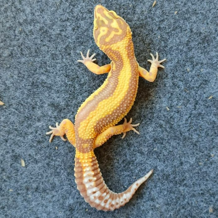 Leopard Gecko Boldstripe Tremper | Female Indukan Proven Gecko Sehat Aktif Jinak