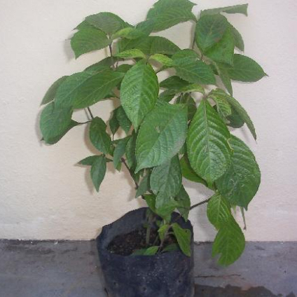 Daun Keji Beling Segar - Keci Beling - Daun Pecah Beling Segar
