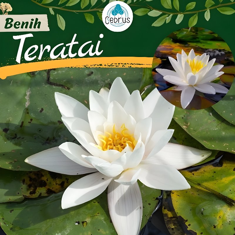 Benih TERATAI PUTIH - Biji Bunga