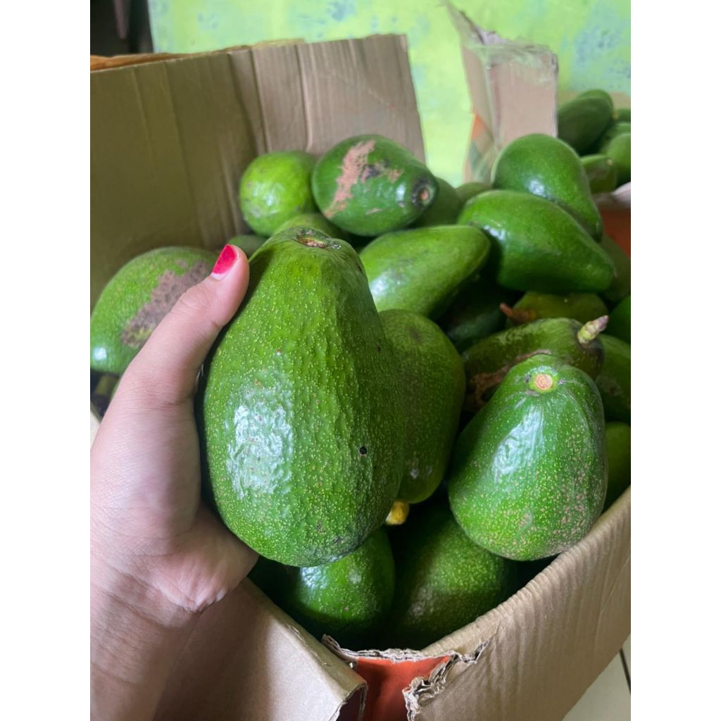 ALPUKAT MENTEGA/ ALPUKAT SUPER/ ALPUKAT PULEN/ ALPUKAT JUMBO