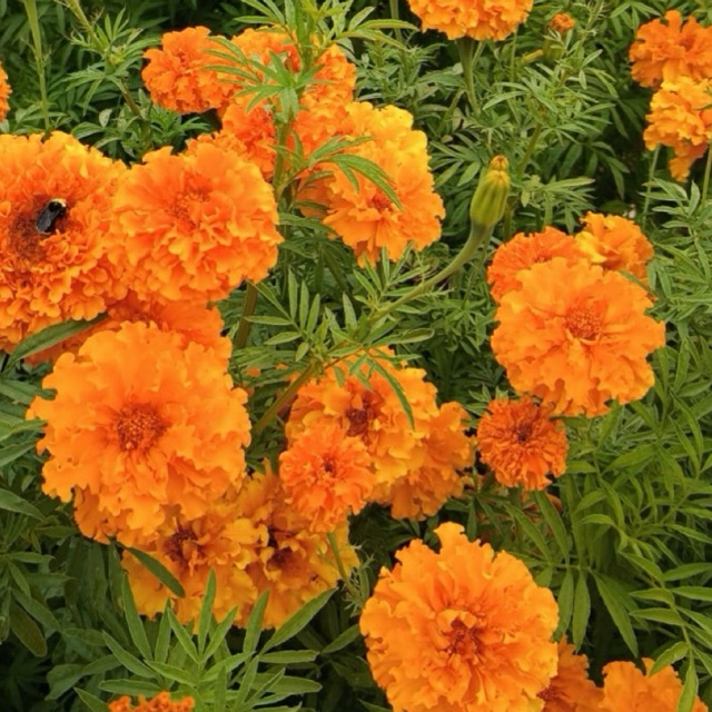 Marigold Oren - Tanaman hidup - anakan marigold - benih marigold
