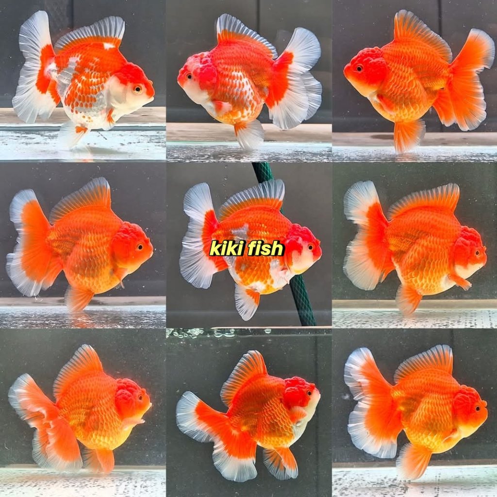 Diskon promo segala jenis MasKoki Goldfish semua varian Oranda Ranchu black more mutiara
