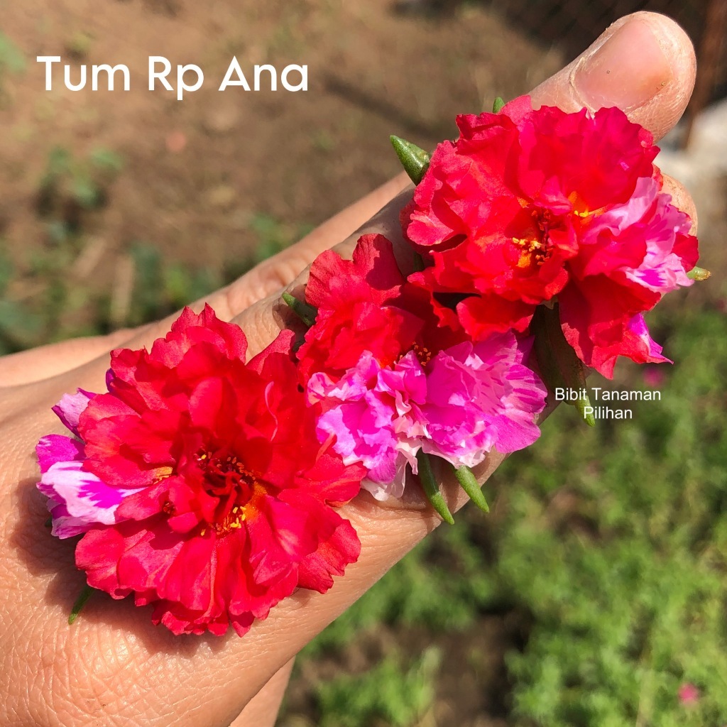 Bibit bunga krokot tumpuk rp ana merah belang mossrose tanaman hidup warna warni