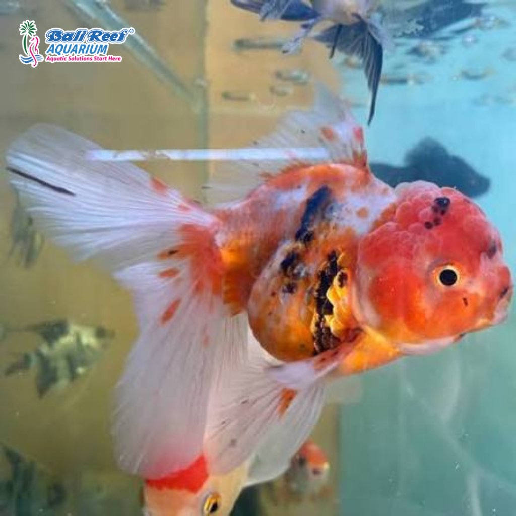 Ikan Tawar Koki Oranda Calico Pancawarna Medium