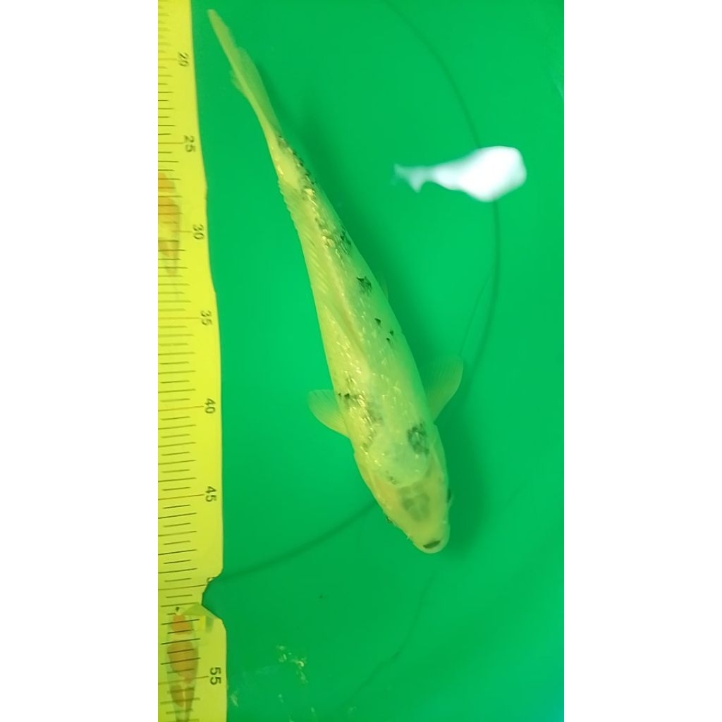 Ikan koi jenis Shiro Ginrin 33cm