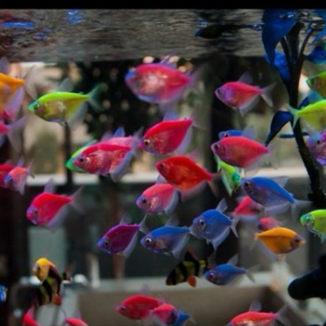Ikan Hias Tetra Glowfish Warna-Warni - Akuarium Menawan