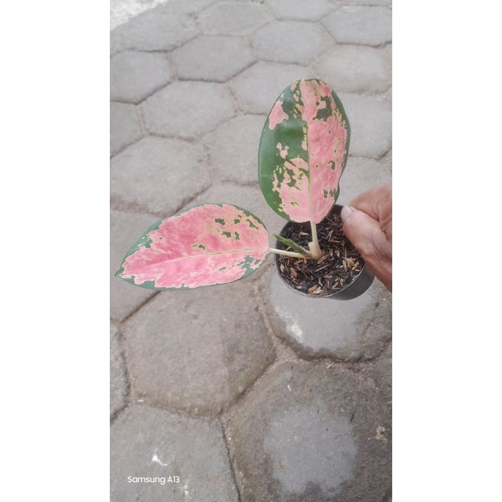 Aglonema Kocin Ebony/Eboni (size baby) (2)