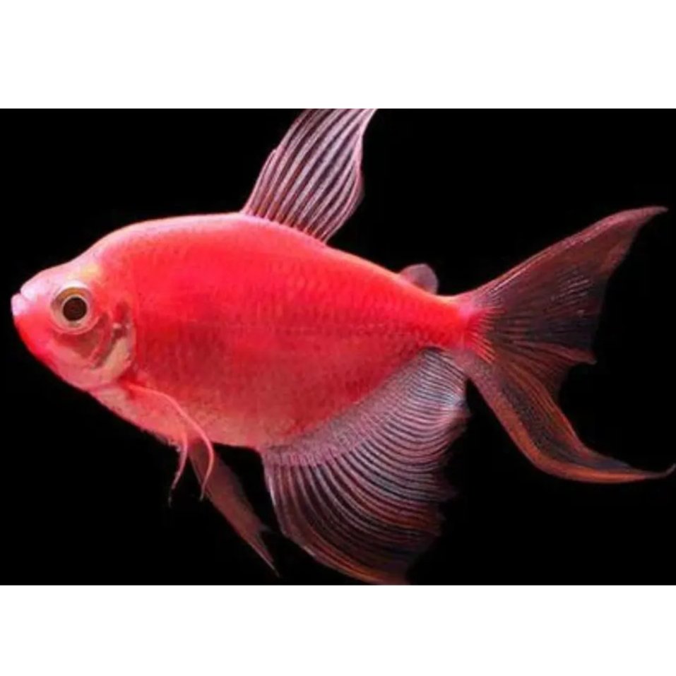 Stiker Glowfish tetra Jumbo Size XL