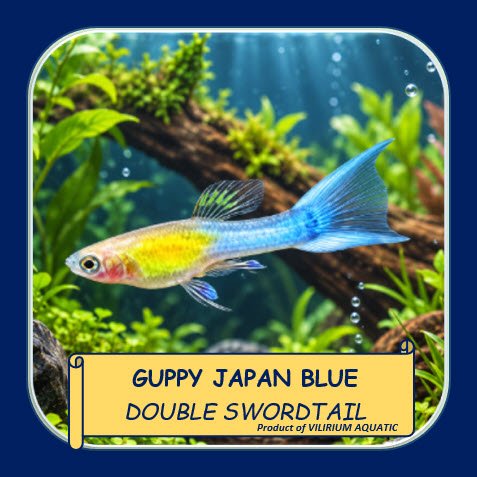 IKAN HIAS GUPPY JAPAN BLUE DOUBLE SWORD TAIL | JBDST | GUPPY JAPAN BLUE