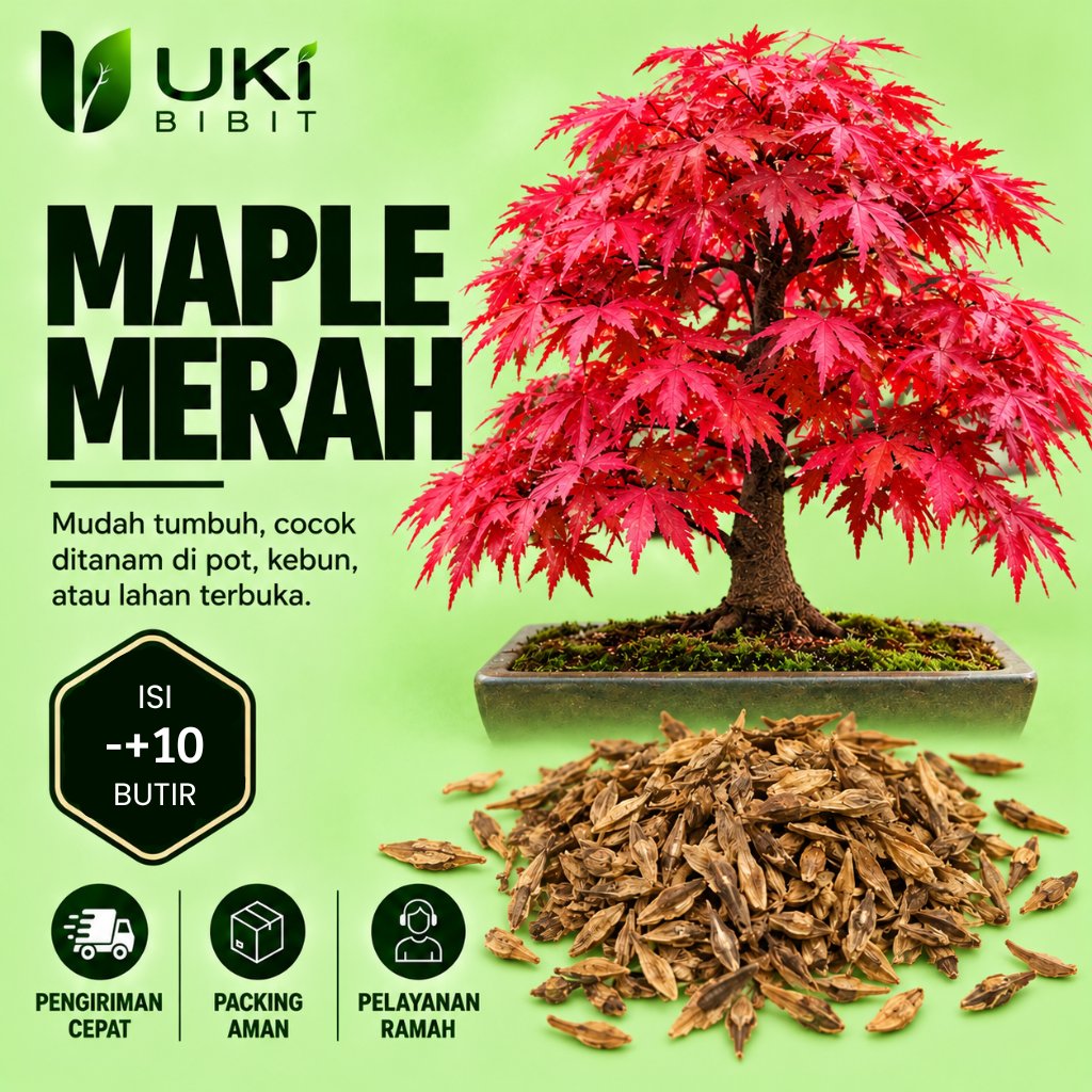 ( 10 Butir ) Benih Biji Maple Merah | Pohon Maple Merah