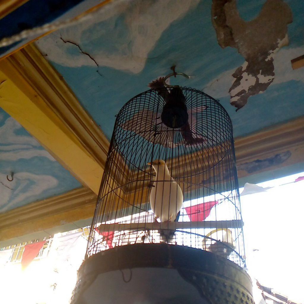 Burung jalak putih/witoy