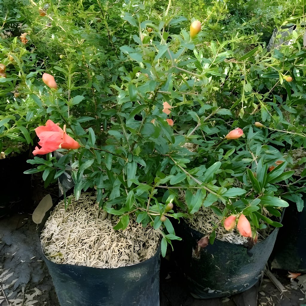 bibit delima merah jumbo