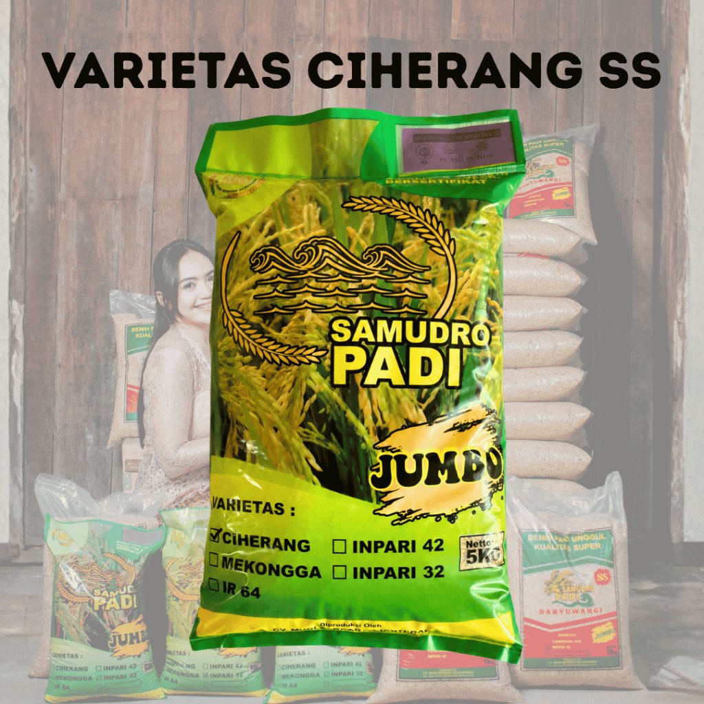 BIBIT PADI JUMBO VARIETAS CIHERANG SS - Benih Padi Kemasan 5kg