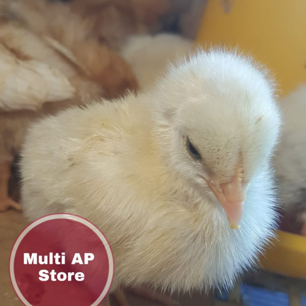 DOC Ayam Broiler Super  20 ekor, Bibit Ayam Omega 3 6 9 Ayam Broiler/Pedaging