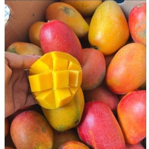 Mangga Miyazaki ±1kg / Mangga Jepang Miyazaki (sweet - juicy)