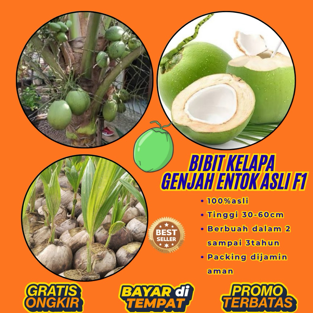 TERMURAH  Bibit Kelapa Pendek Entok Terdekat 100% F1