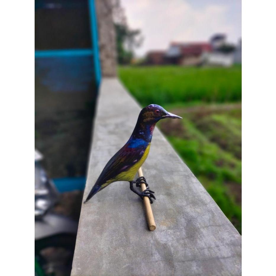 Jontrot boneka burung korlap / kolibri kelapa ocehan