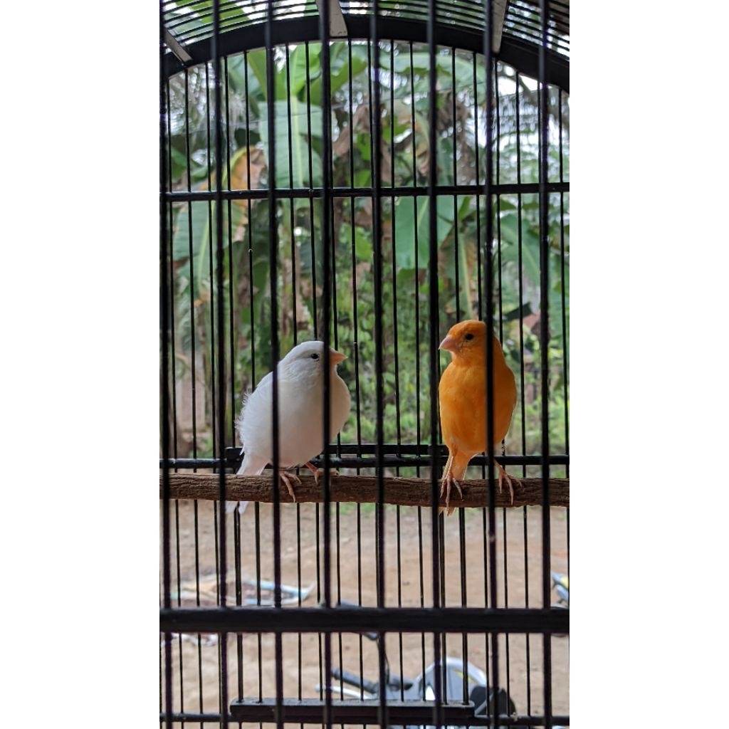 Kandang kenari