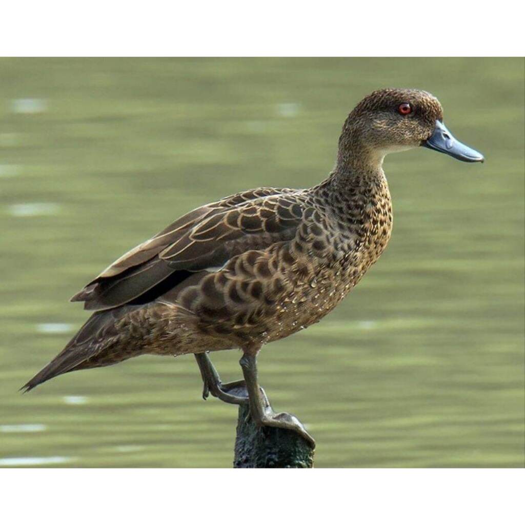 Jontrot patung burung belibis batu / pikat burung belibis