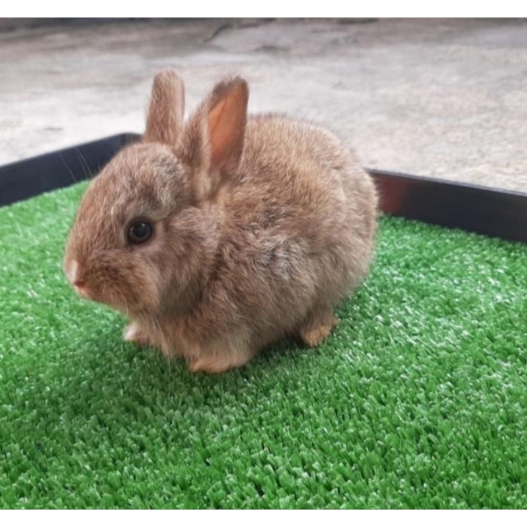 Kelinci Netherland Dwarf chesnut
