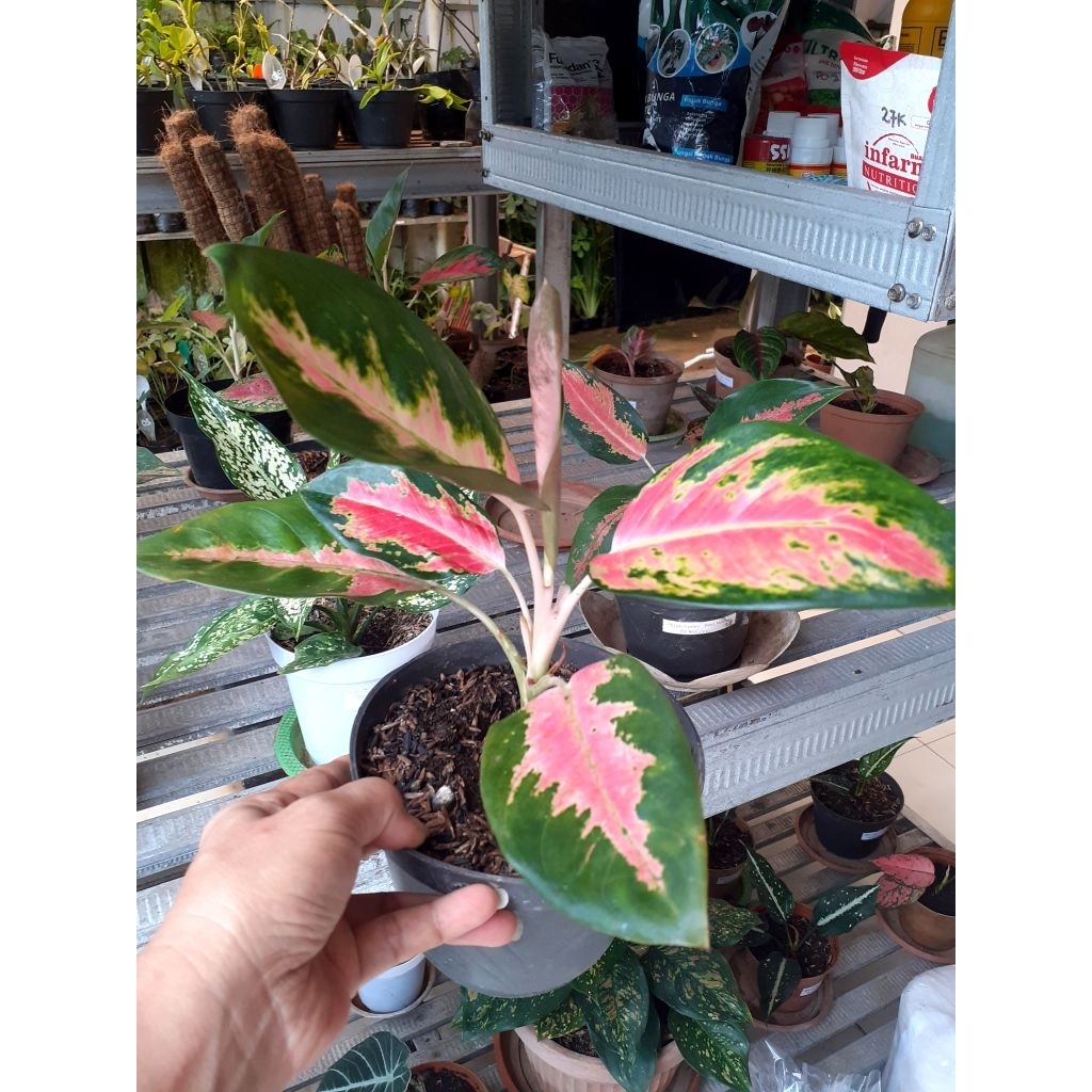 Aglaonema Red Kochin / Kochin Paramruay