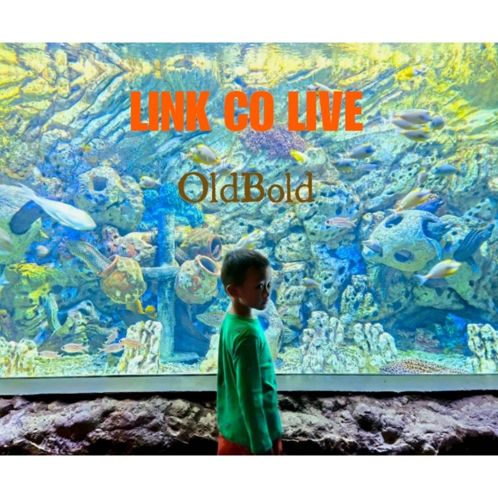LINK CO LIVE OldBold 10k-50k