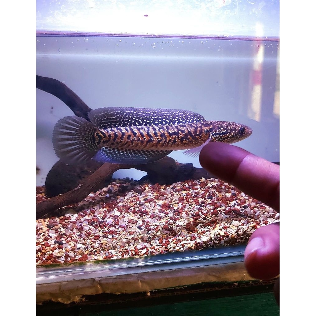 Channa Asiatica Red Spot Kalimaya - Ikan Hias Aquarium