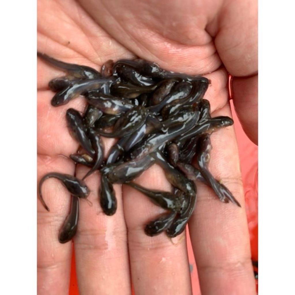 Paket Pembesaran 1000 Ekor Bibit Benih Anakan Lele - Ikan Konsumsi