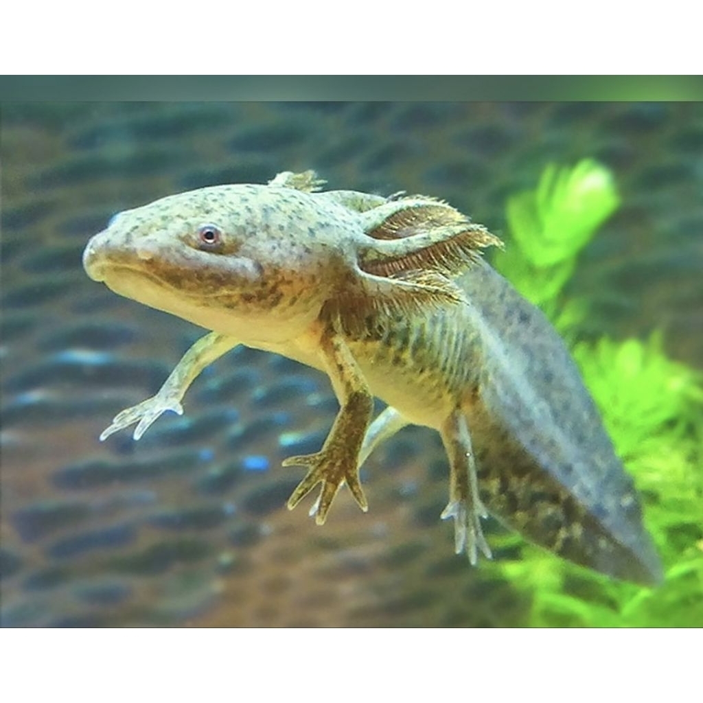 ikan axolotl marble atau salamander air untuk aquarium dan aquascape