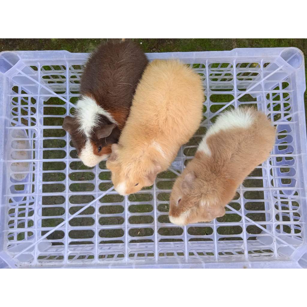 Nota Pembelian Luar KOta Guinea Pig Teddy