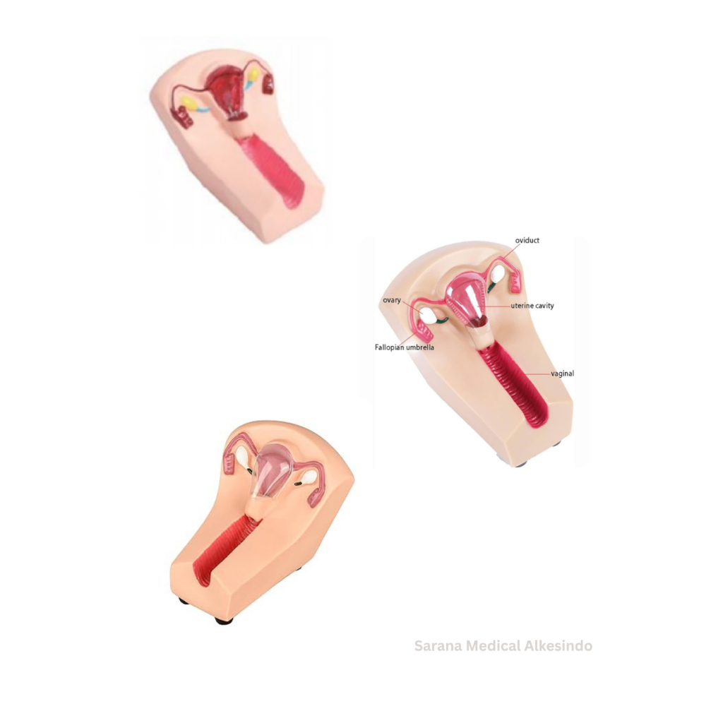 Manekin/Manikin/Alat Peraga/Phantom/Manekin Model Pelatihan IUD Wanita – Simulator Rahim untuk Pemas