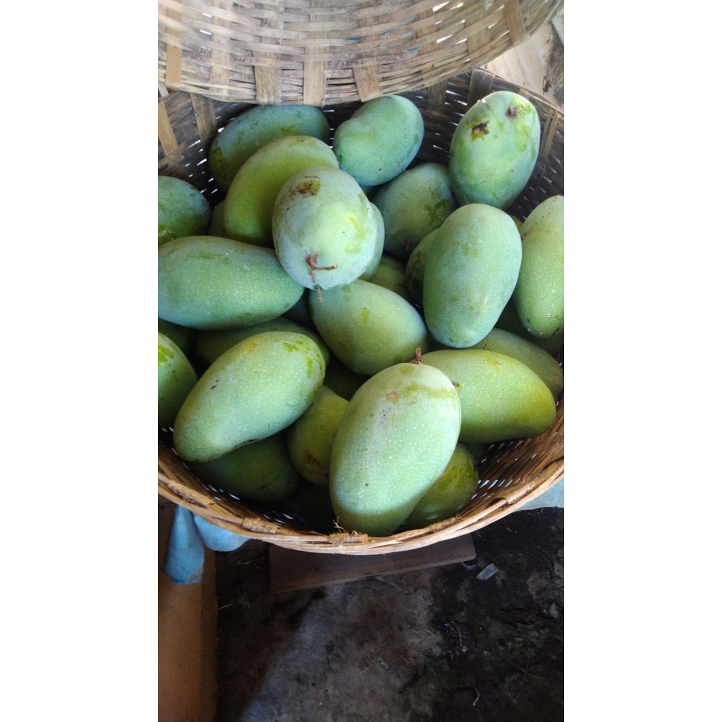 Mangga gadung 1kg