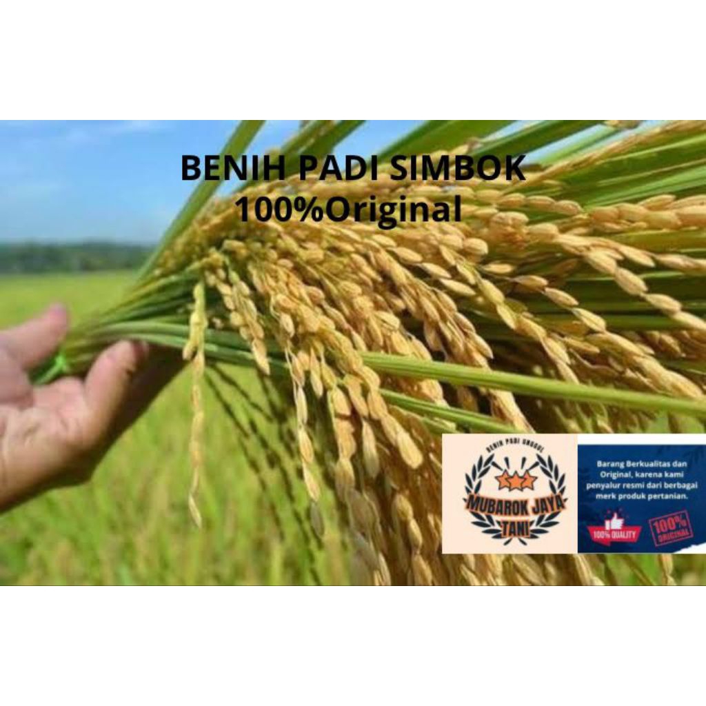 Benih padi SIMBOK 5KG