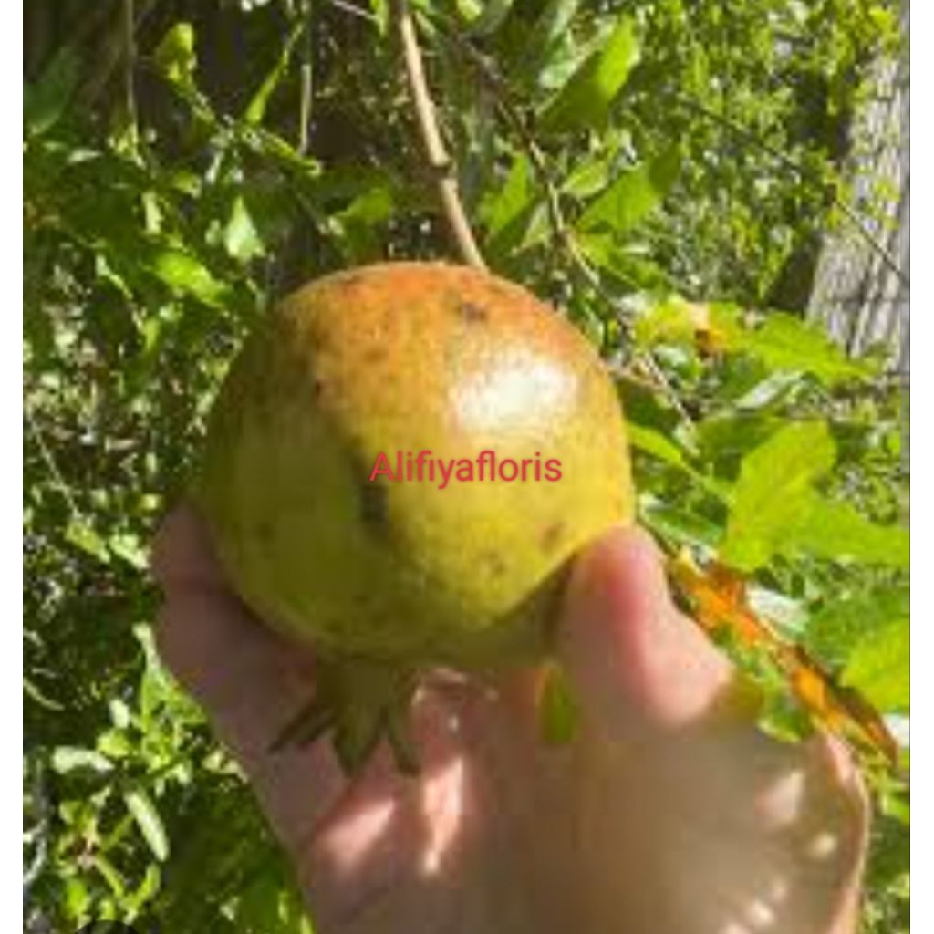 Buah Delima Super lokal persatu pic