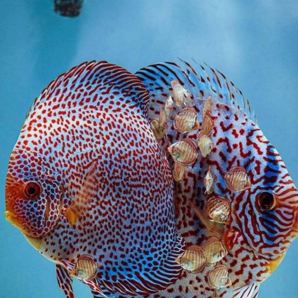 discus leopard x hackel mulai ukuran 2cm-2inch discus