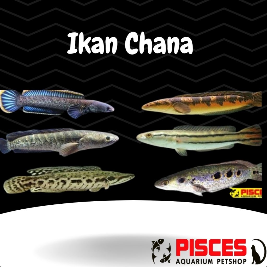 IKAN HIAS CHANA YELLOW MARU BLUE PULCRA SRIATA DLL