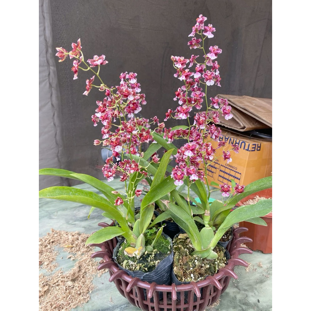 anggrek oncidium merah white