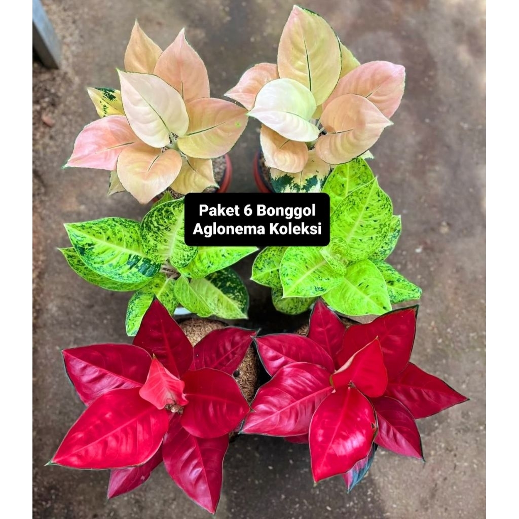 Promo   Paket 6 Bonggol Aglonema Asli BERAKAR Pasti Tumbuh | Bonggol Aglonema Sehat Segar