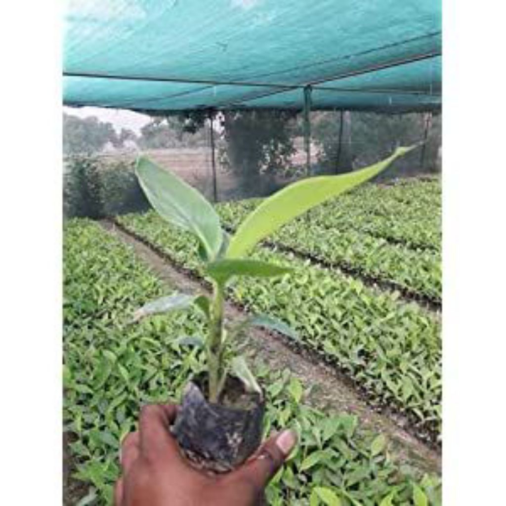 MURAH Tanaman Pohon Pisang Raja uli Terlaris