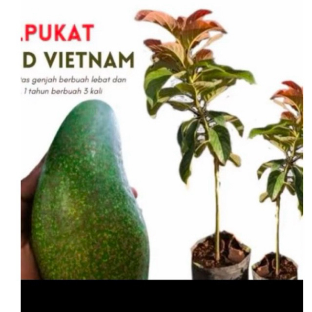 bibit alpukat red vietnam hasil okulasi siap berbunga