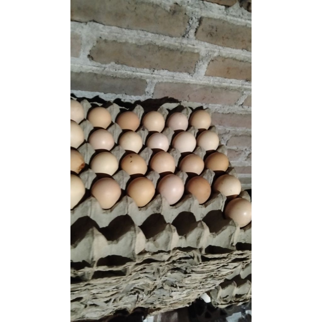 Telur ayam kub bisa ditetaskan