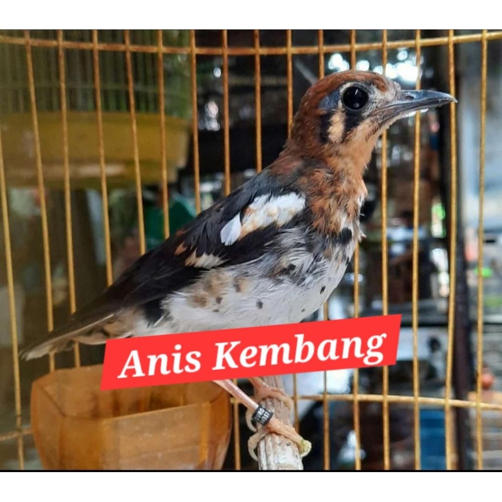 burung anis kembang jantan