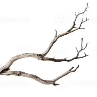 ranting pohon kering