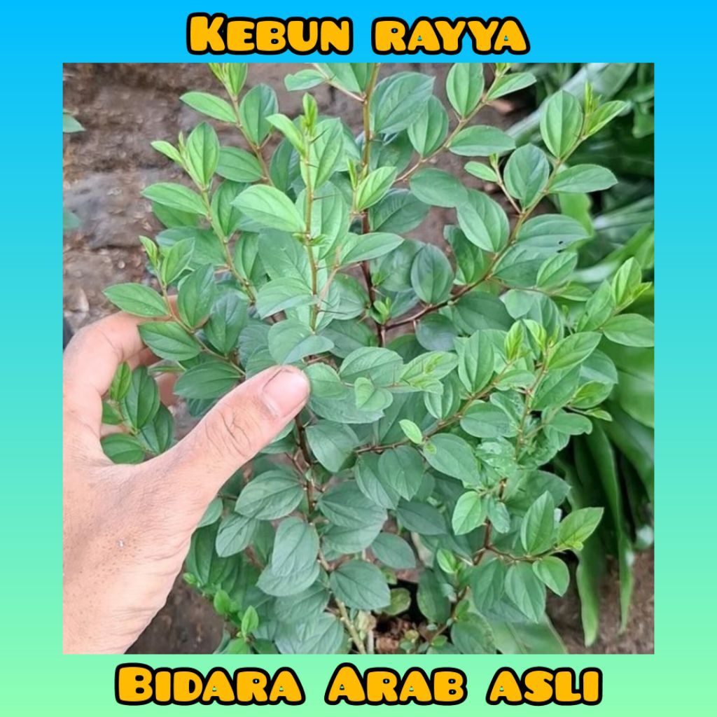 Tanaman Hias Bidara Arab Asli Rimbun Tanaman Herbal Garansi Hidup Termurah